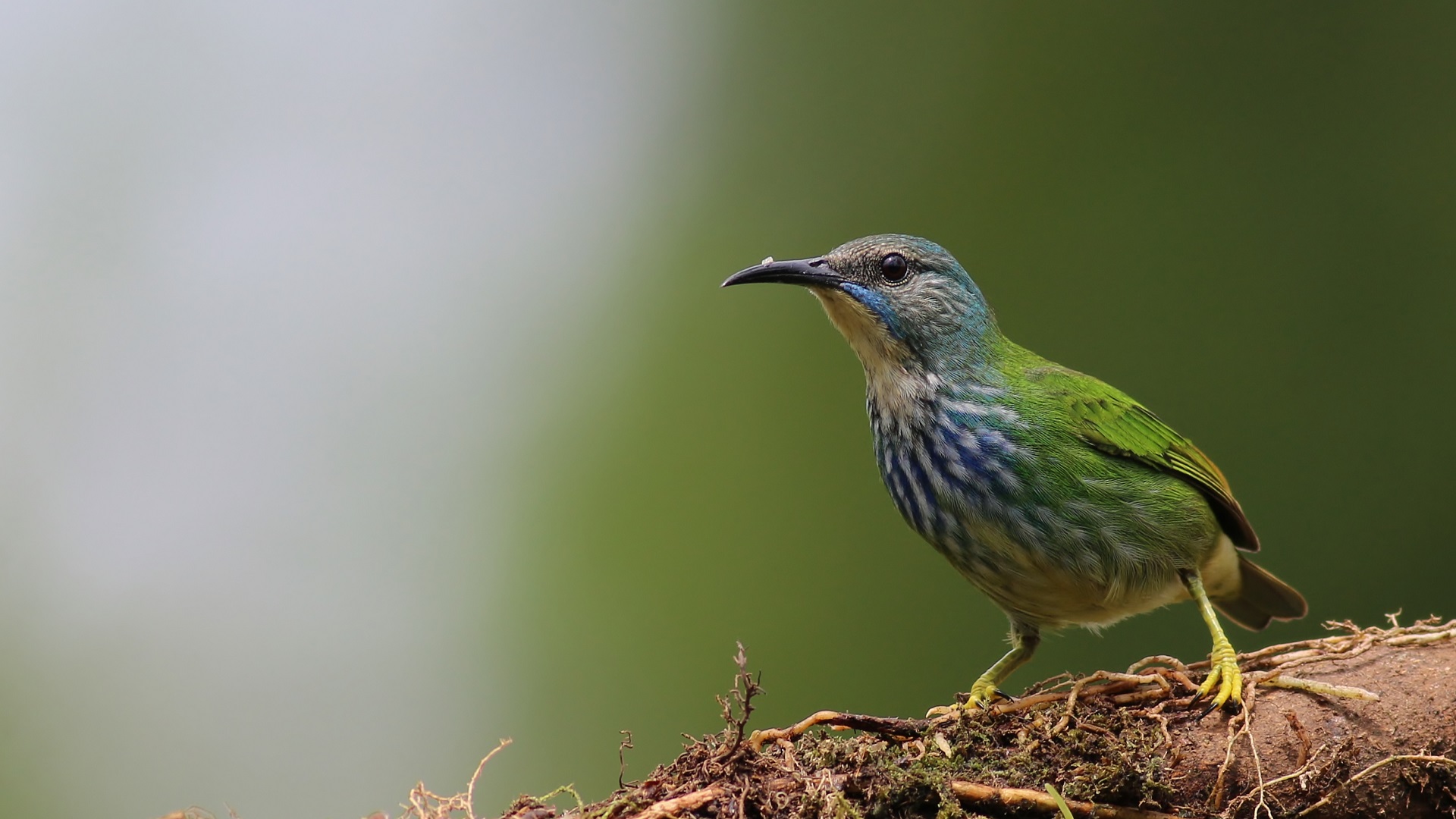 Shining Honeycreeper — Ana fotoğraf